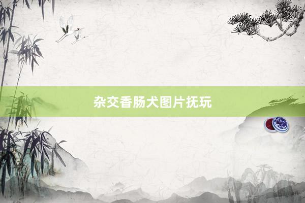 杂交香肠犬图片抚玩